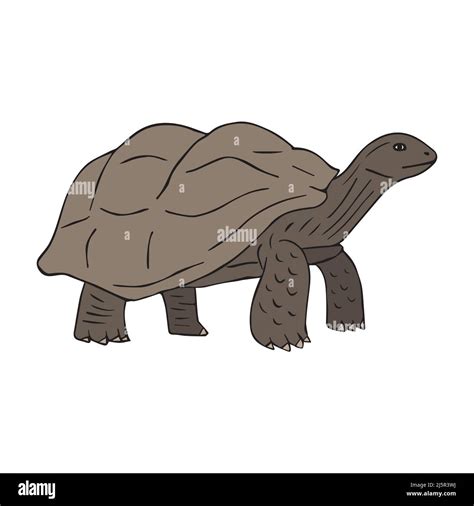 Vector Hand Drawn Doodle Sketch Colored Turtle Isolated On White