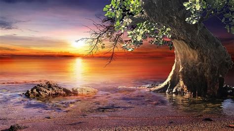 Lonely Tree In Sunset Wallpaper Backiee