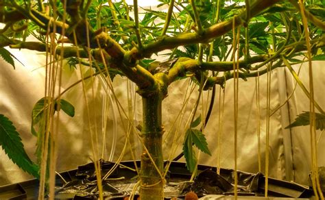 What Is Pruning And Why Prune Your Cannabis Plants Fast Buds
