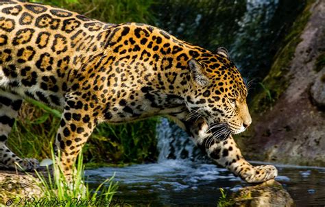 Wallpaper Stream Predator Spot Jaguar Profile Walk Wild Cat