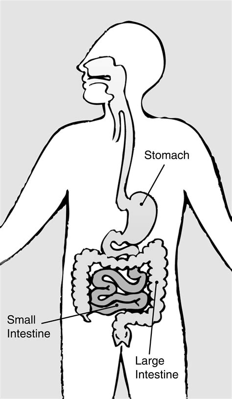 The Digestive System With The Stomach Small Intestine And Large