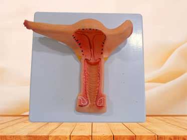 An organ is a collection of tissues that have a specific role to play in the human body. Female internal genital organs anatomy model