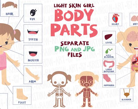 Girl Body Parts Clip Art Visual Scheme Illustration Internal Organs