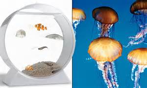Would You Splash Out £238 On A Jellyfish Aquarium The Tank Does Come