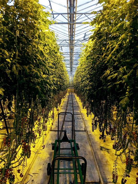 We Visited The Fridheimar Tomato Farm In Iceland This Week Pretty Cool