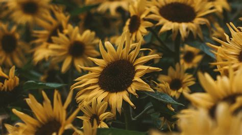 Yellow Sunflowers Wallpaper Backiee