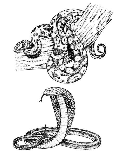 Premium Vector Viper Snake Serpent Cobra And Python Anaconda Or Viper