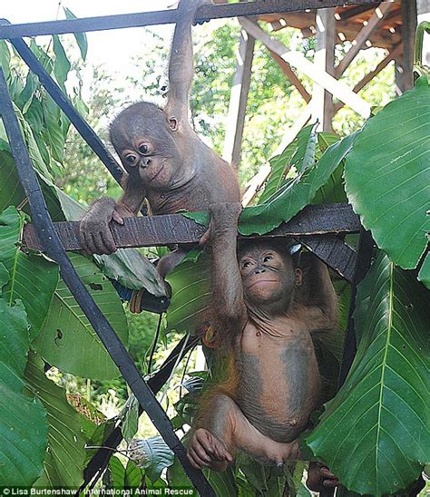 Two Baby Orangutans Meet For The First Time After Being Rescued And