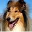Collie ROUGH Breed Guide  Learn About The