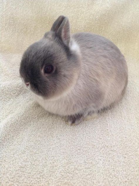 Pictures Of Miniature Live Neterland Rabbits Bran My Netherland