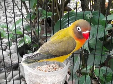 Tips Memilih Lovebird Anakan Balibu Dan Cara Melatihnya