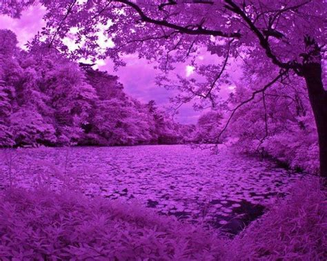 Purple Scenery Beautiful Landscapes Purple Trees Purple Aesthetic