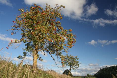 Рябина (sorbus l.) ◆ am rand des gartens standen mehrere ebereschen. Die Wurzeln der Eberesche » So legen Sie eine Wurzelsperre an