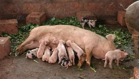 Female Sow Farm Pig At Rs 12000unit In Kolhapur Id 13297590888