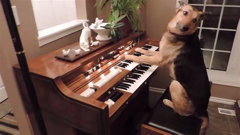 Watch As This Adorable Rescue Dog Plays The Piano Abc7 San Francisco