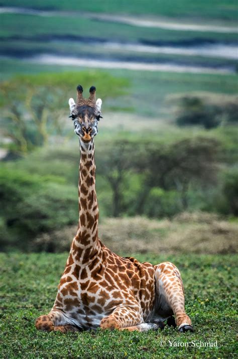 Giraffes — Ys Wildlife Photography
