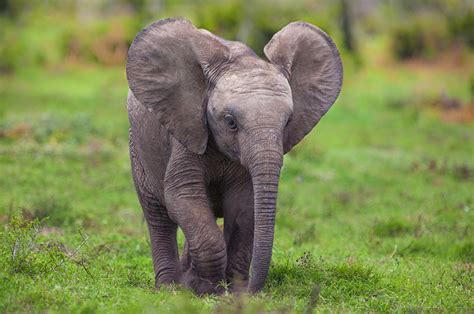 48 Cute Baby Elephant Wallpaper Wallpapersafari