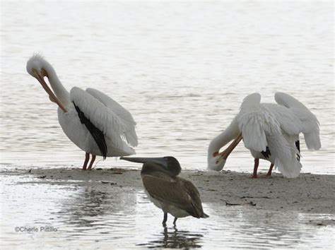 Backyard Birding In Merida Yucatan And Beyond Punctured Pelican