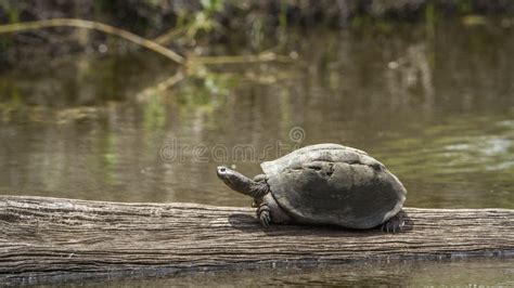 Angulate Tortoise In Kruger National Park South Africa Stock Photo