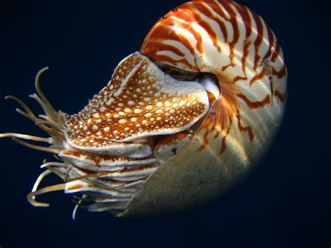 Numbering The Nautiluses The Quest To Save A Living Fossil Nautilus
