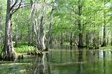 Honey Island Swamp Small Boat Tour with Transfer - New Orleans ...