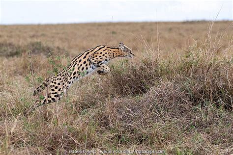 Stock Photo Of Female Serval Leptailurus Serval Jumping To Catch