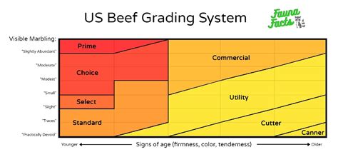 The Us Beef Grades Explained Beef Quality Guide Fauna Facts