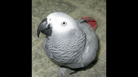 African Grey Parrot Talking Singing And Dancing Youtube