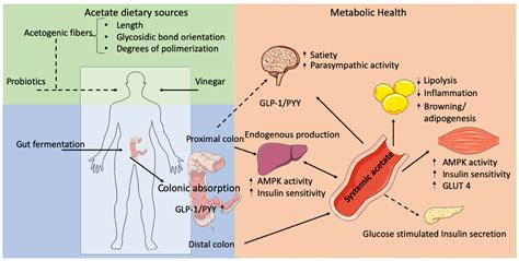 If you need to know how many grams of vegetation per year, then find out how many calories are in a gram. Convert Calories Into Grams Into Indulin / How to convert ...