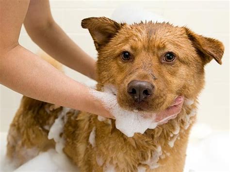4 Simple Ways To Treat Dogs Acne