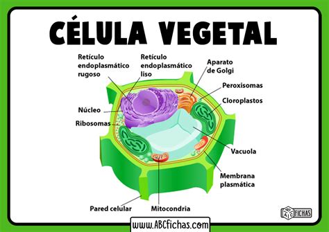 La Célula Vegetal Estructura Partes Y Funciones De La Célula Vegetal