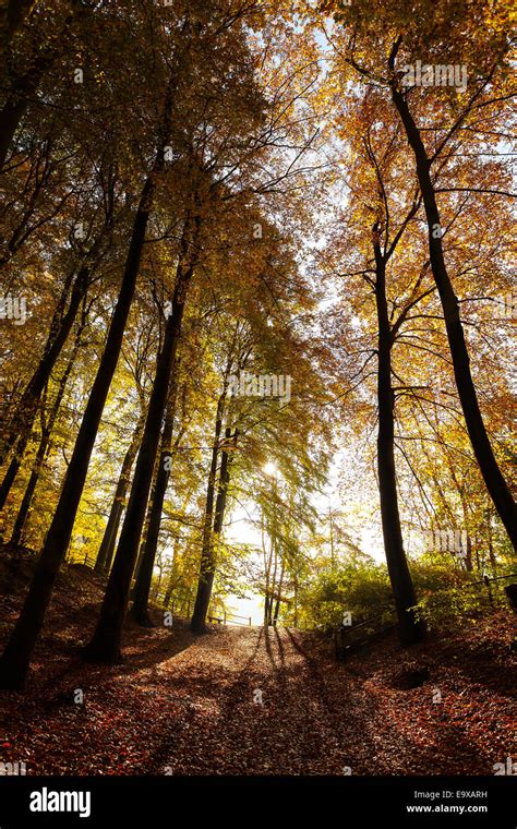 Mysterious Dark Autumn Forest Landscape Stock Photo Alamy
