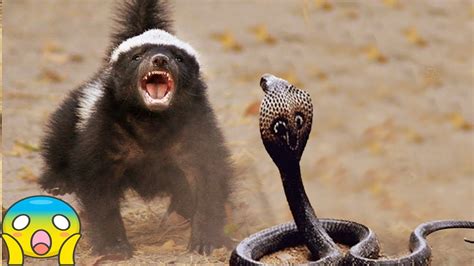 Honey Badger Vs Snake King Cobra Lizard Real Fight Compilation Big