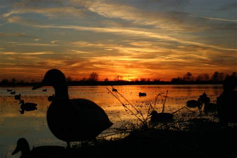 Duck Hunting Sunrise Duck Species Hunting Pictures Duck Hunting
