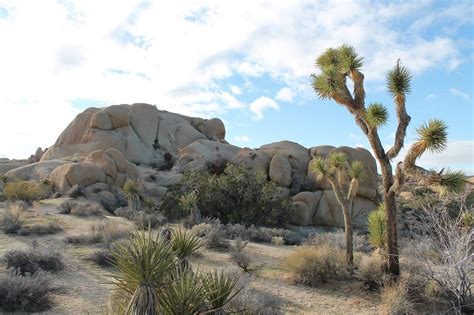Whats The Deal With Joshua Trees Canyon Tours