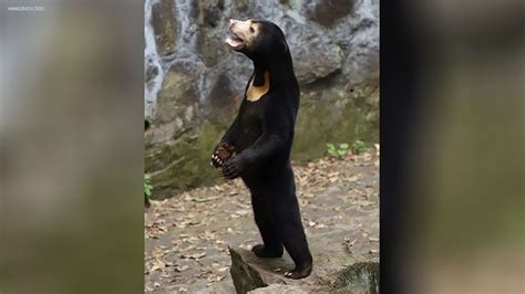 Malayan Sun Bears At China Zoo Cause Internet Frenzy For Their