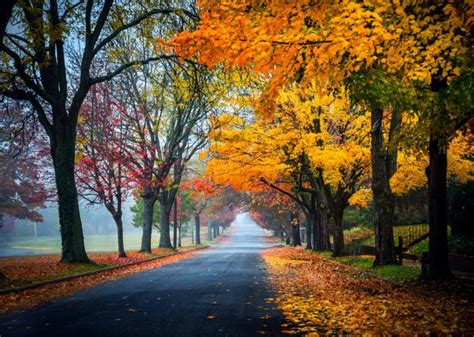 Trees Path Road Nature Fall Leaves Autumn Splendor