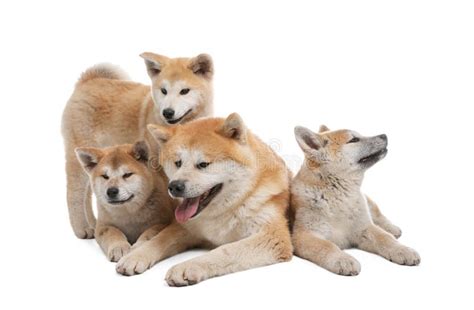 Adorable Akita Inu Dog And Puppies On White Stock Photo Image Of