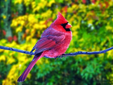 Beautiful Wallpapers In The World Natural Beauty With Bird Wallpaper