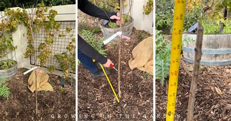 Planting Bare Root And Container Fruit Trees A Step By Step Guide