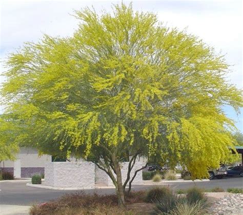 Parkinsonia Aculeata 20100500 Seeds Mexican Palo Verde Tree