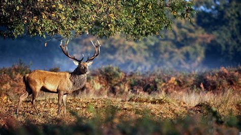 Deer Hunting Backgrounds Free Download Wallpaperwiki