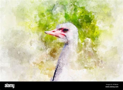 Ostrich Watercolor Drawing Stock Photo Alamy