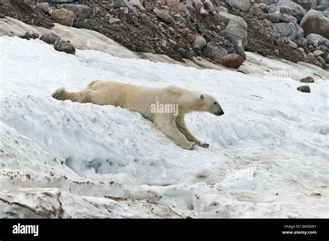 One Polar Bear Sliding Down A Bank Of Snow Just Above The Waters Edge