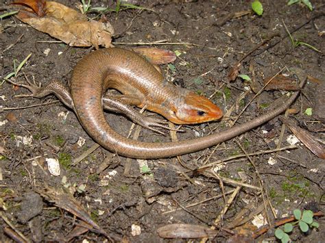 Broad Headed Skink Plestiodon Laticeps Amphibians And Reptiles Of