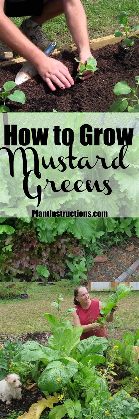 How To Grow Mustard Greens Mustard Greens Growing Green