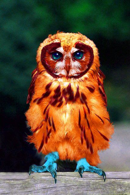 Blue Footed Screech Owl Owl Photos Owl Pictures Beautiful Owl