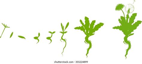 Life Cycle Dandelion Stock Vector Royalty Free 353589983 Shutterstock