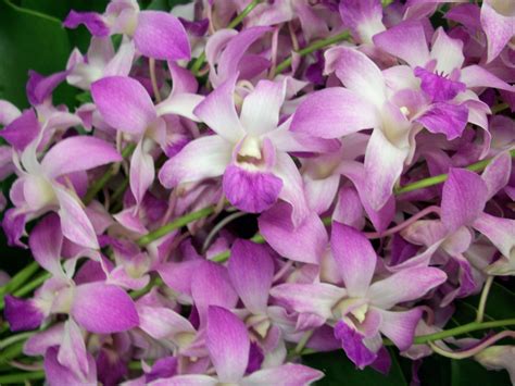 Dendrobium Orchid Blooms Green Point Nurseries Inc