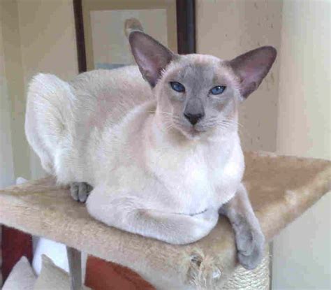 Siamese Blue Point Siamese Kittens Cats And Kittens Funny Kittens